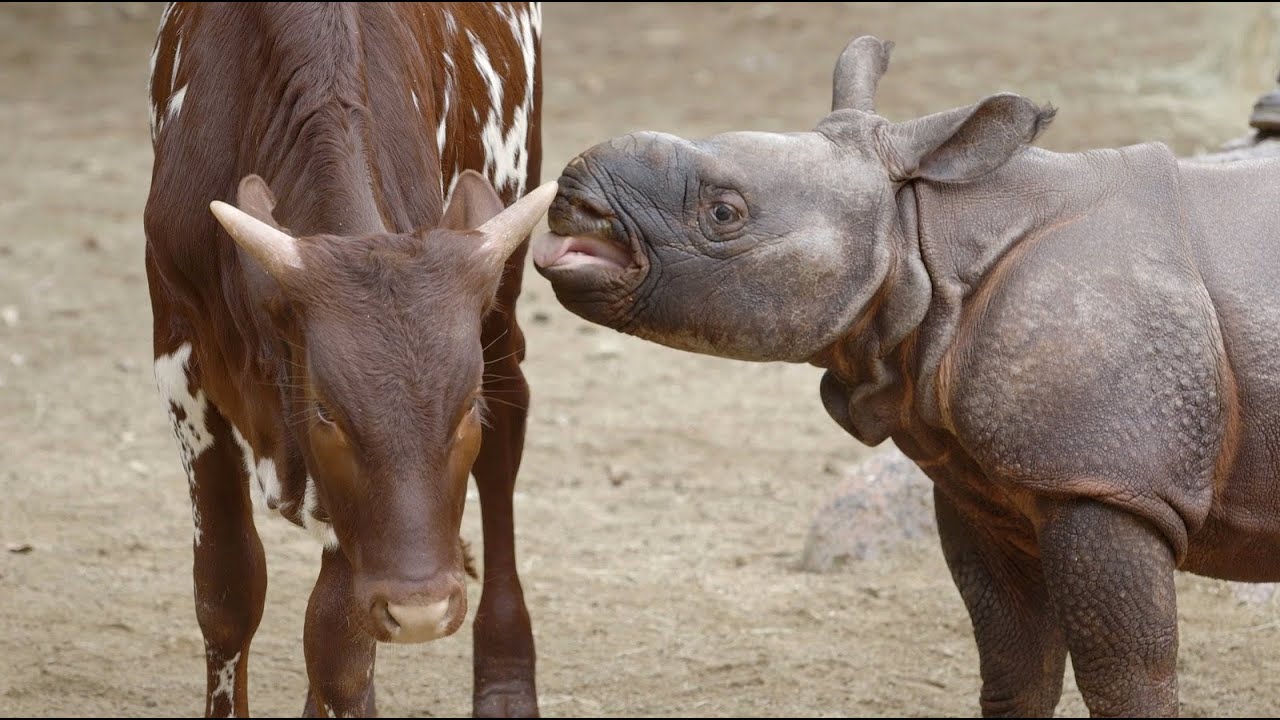 Baby Rhino & Best Buddy Moo Moo Kitty - San Diego Zoo Kids