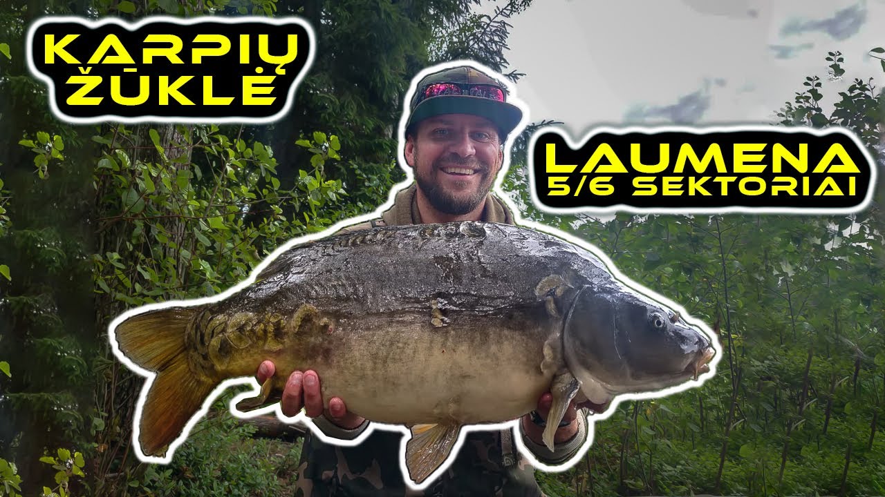 Karpių žvejyba. Laumena - 5/6 sektoriai. (Carp Fishing @ Laumena lake)