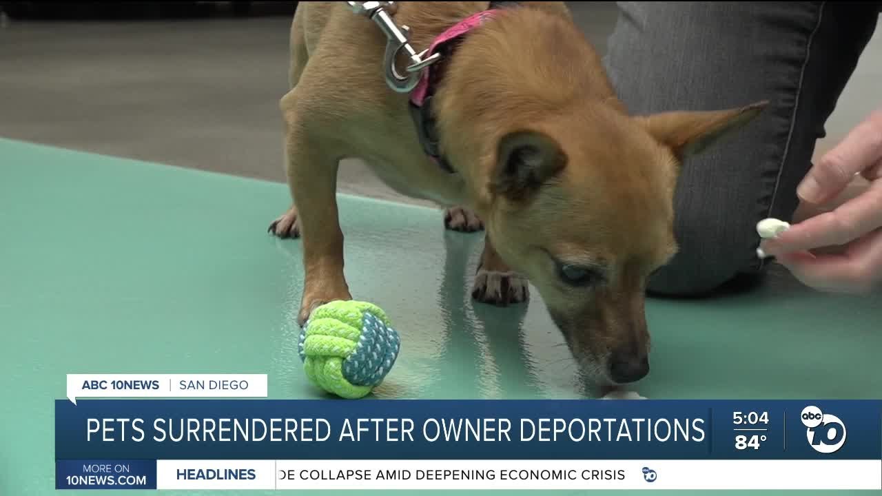 San Diego Humane Society takes in animals after owners are deported