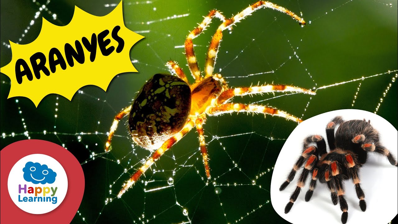 Curiositats sobre les Aranyes que Et Sorprendran | Happy Learning 🕷️🕸️✨