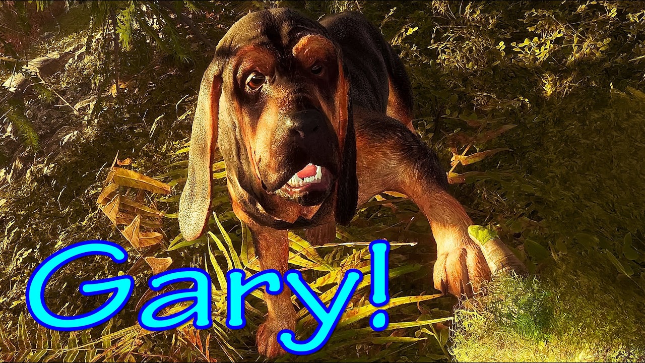 Meet Gary the Bloodhound!