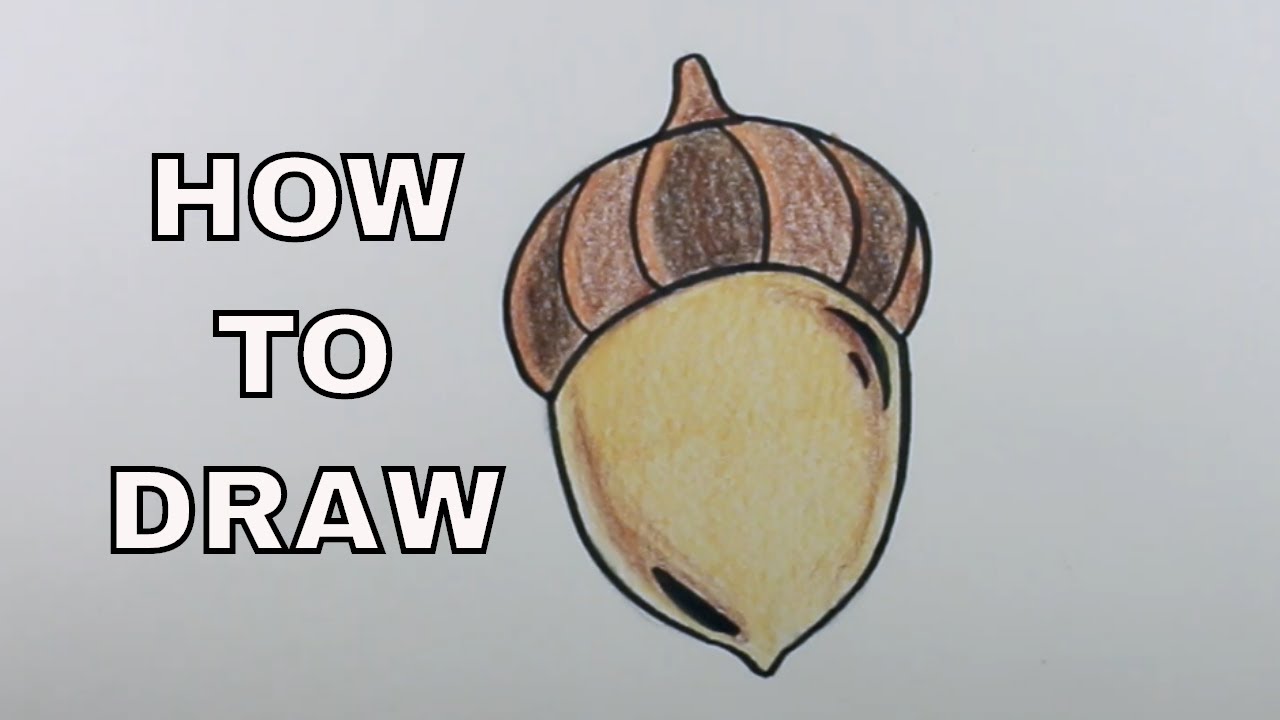 How to Draw an ACORN (Easy Drawings for Beginners)