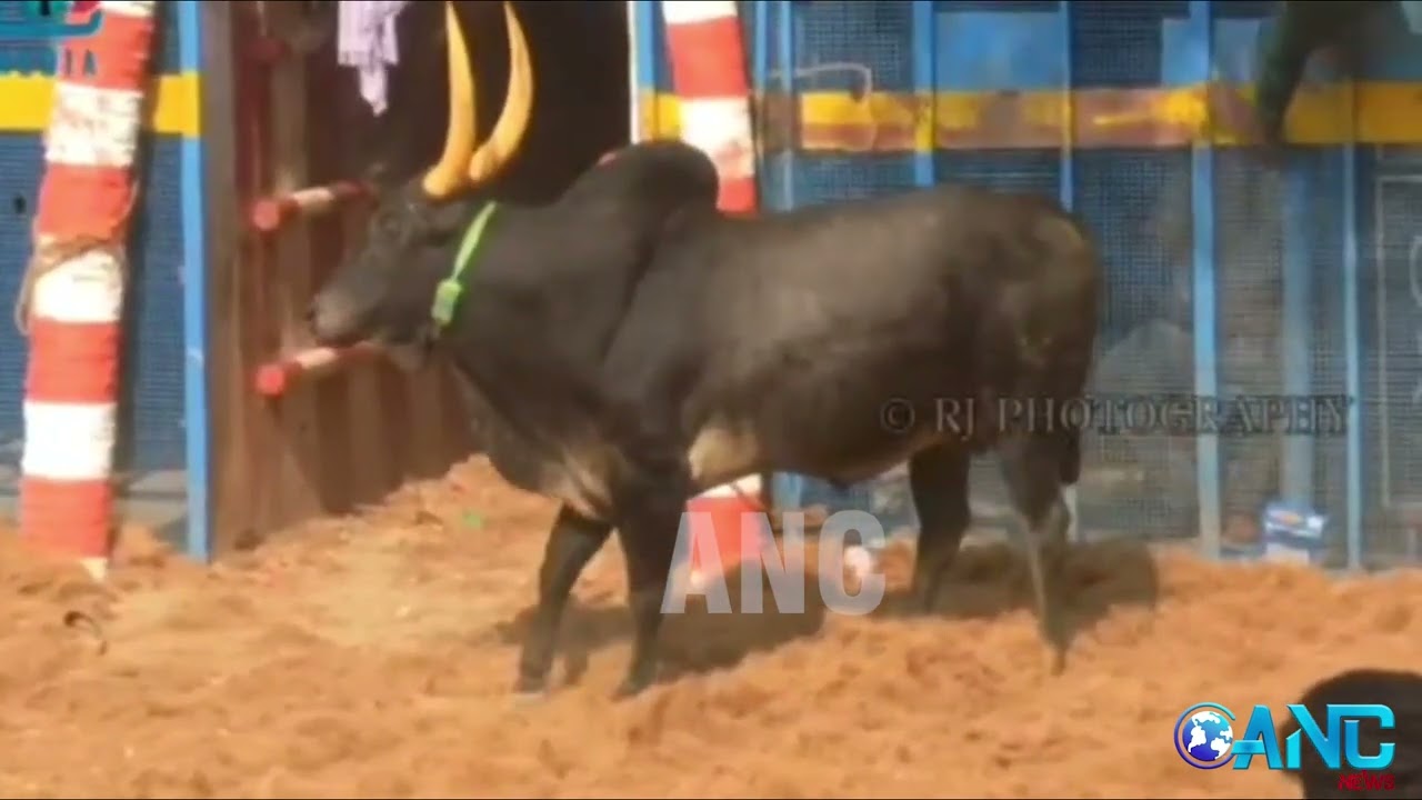 திருச்சி கல்லுகுடி கிராமத்தில் நடைபெறும் ஜல்லிக்கட்டு போட்டிக்கு தடைவிதிக்க வேண்டும்