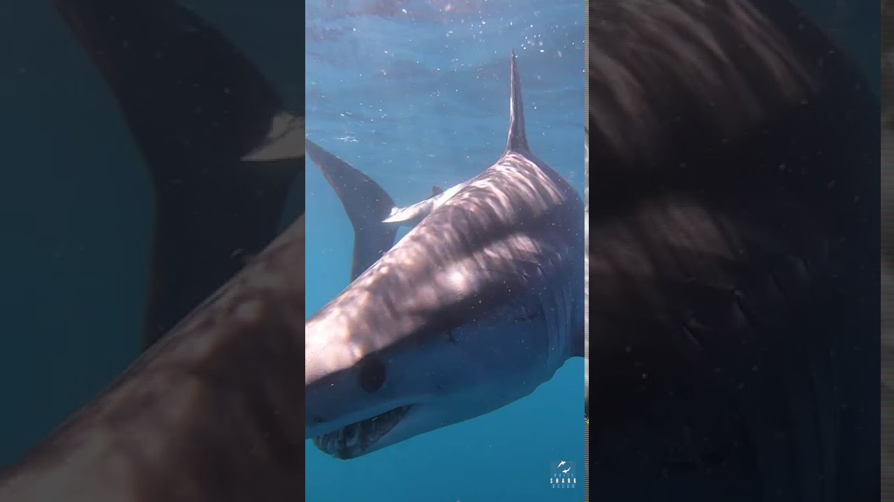 Mako Shark comes for a closer look #shorts