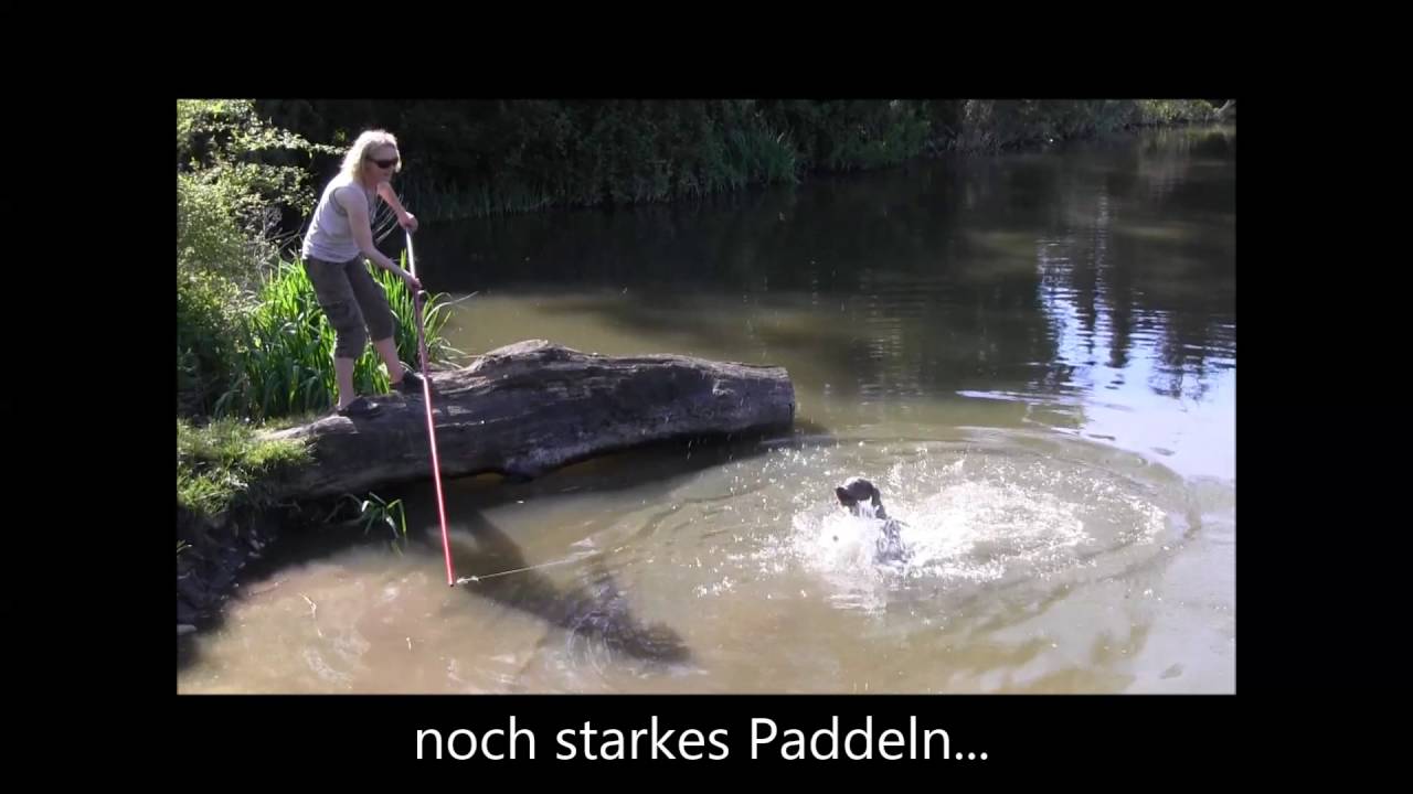 Hundeschule Loewenzahn 