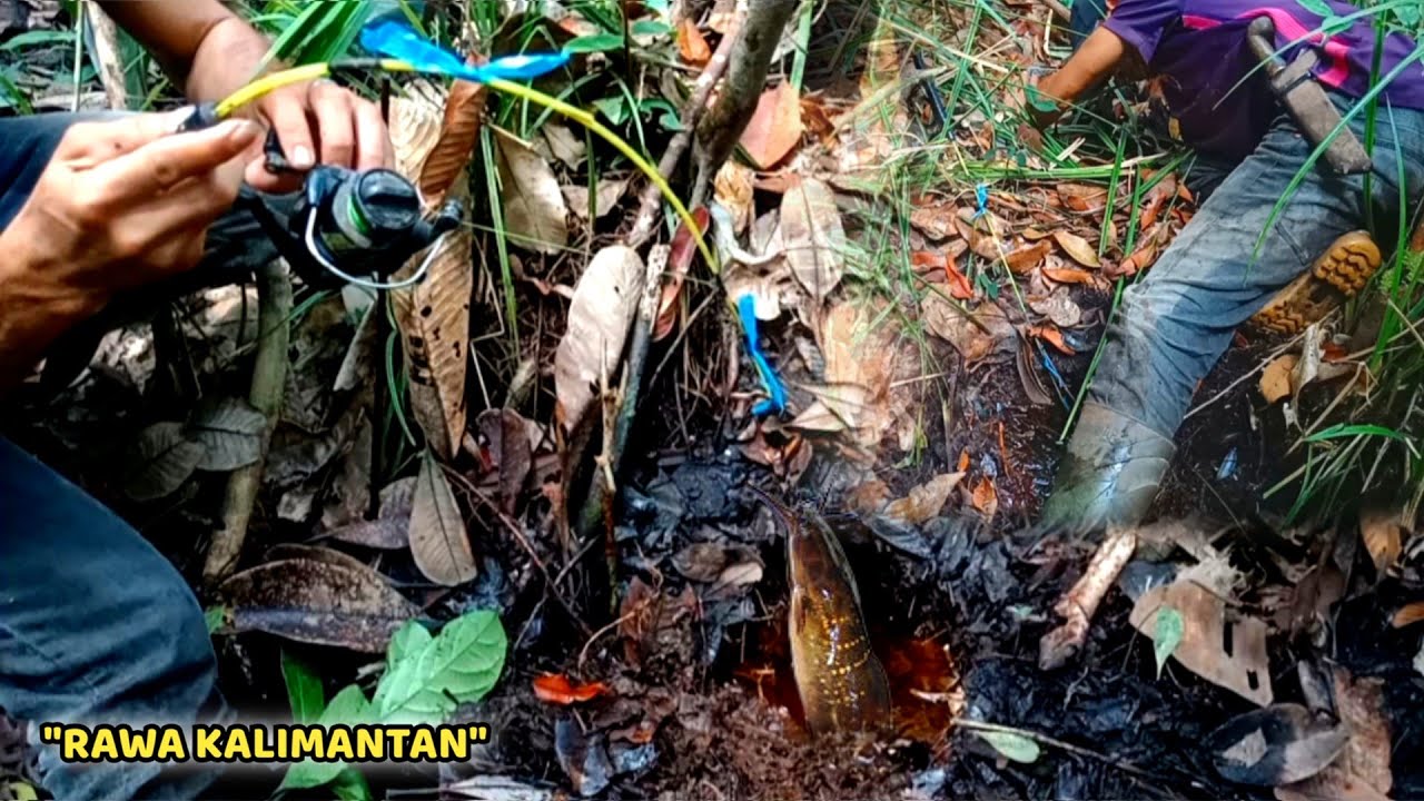SARANG IKAN LEMBAT DI SPOT KEKERINGAN || PEMANCING IKAN LEMBAT