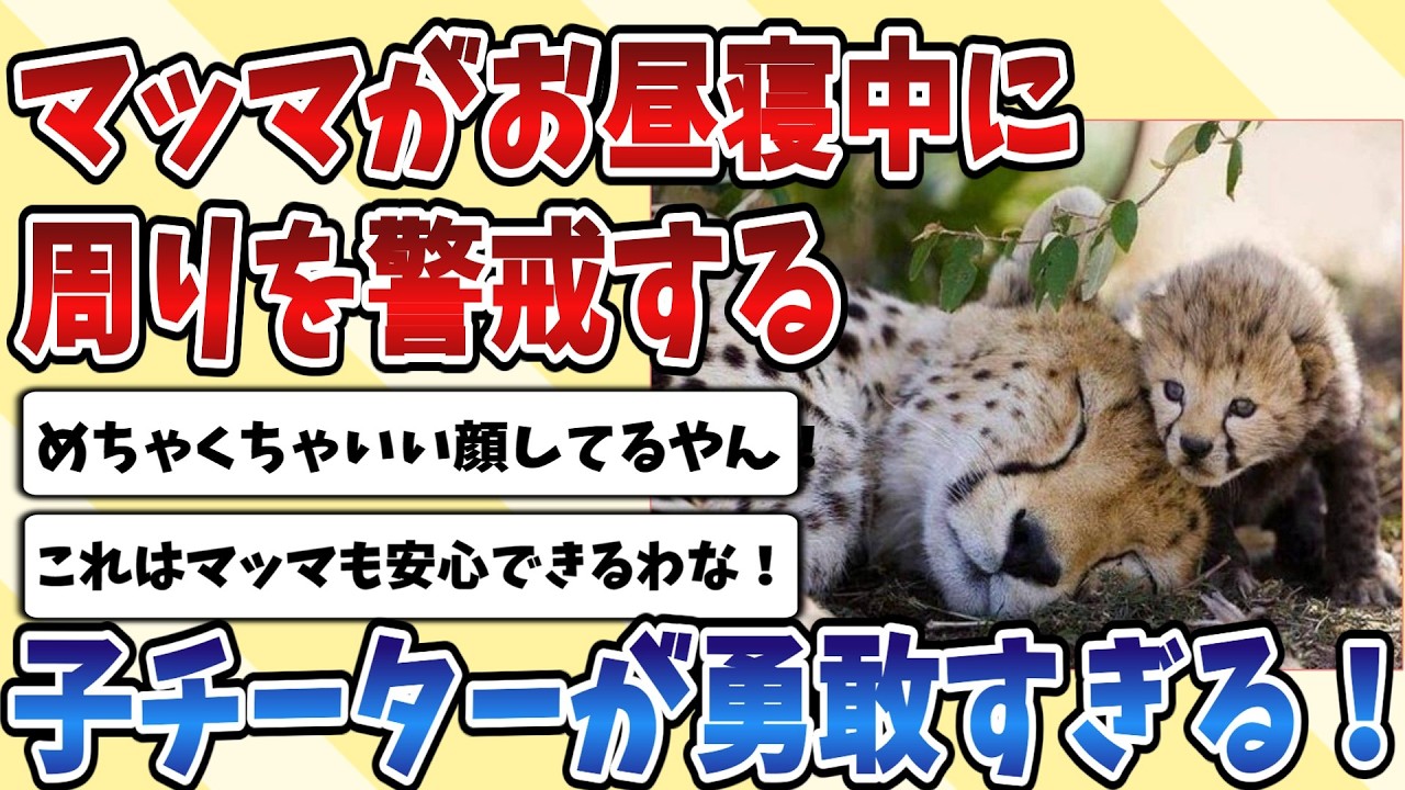 【2ch動物スレ】保護されて人の生活になれた赤ちゃん【チーター】が完全にイエネコどころか人みたいな寝方をするｗｗｗ