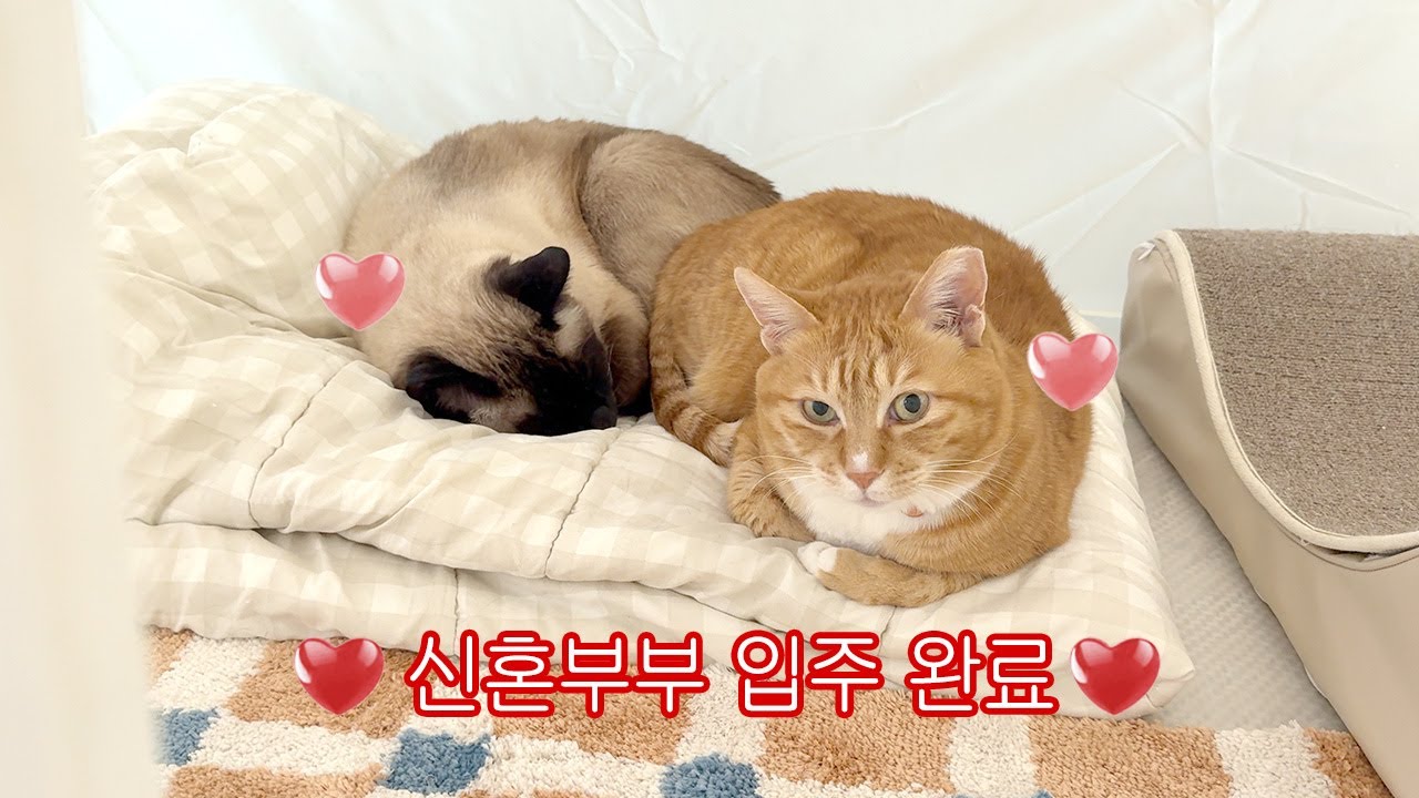 드뎌 재혼에 성공한(?) 돌싱 그녀