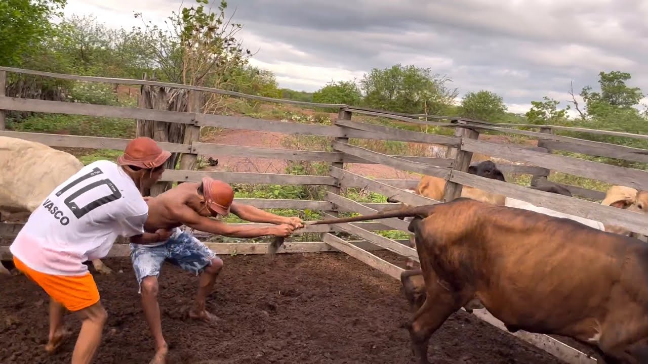 BRUTINHO LEVA COICE DE VACA NO CURRAL