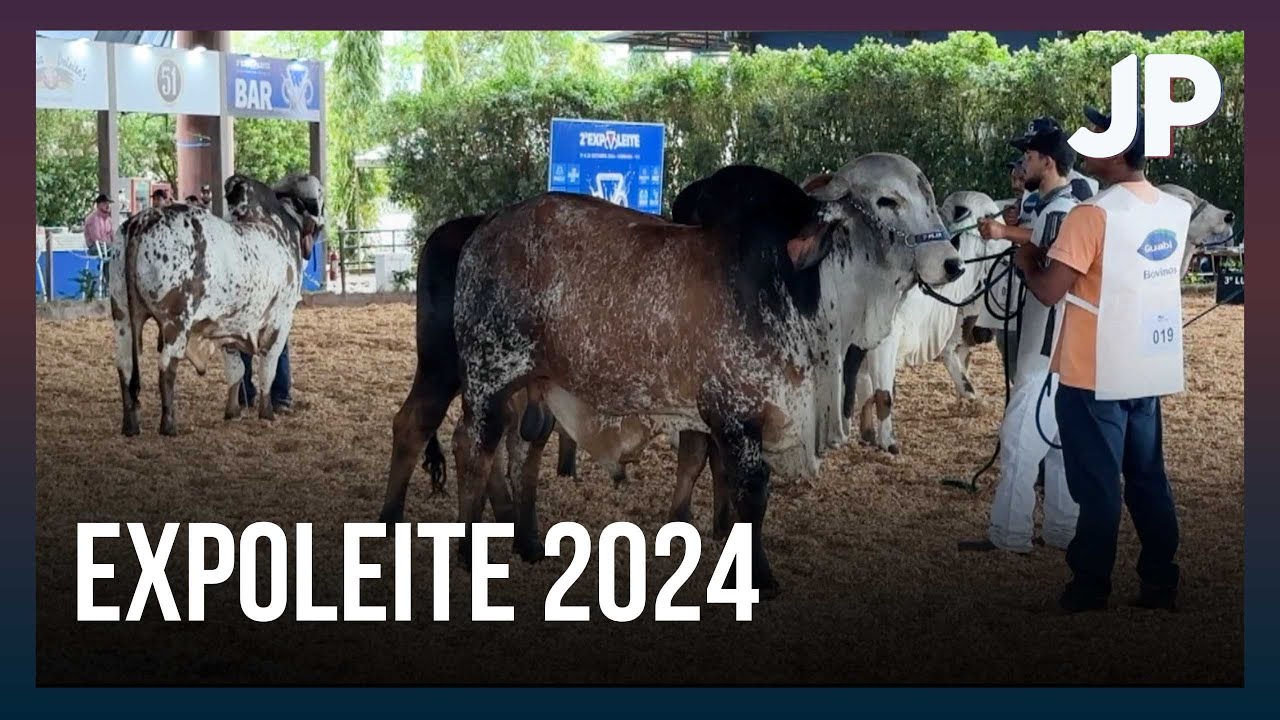 ExpoLeite: Julgamento das raças Gir Leiteiro e Girolando celebra a excelência no mercado leiteiro