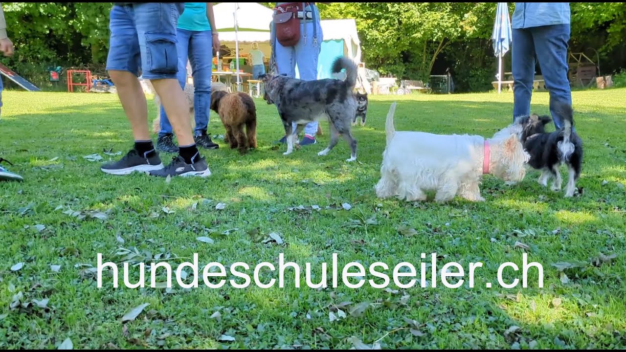 Hundespass