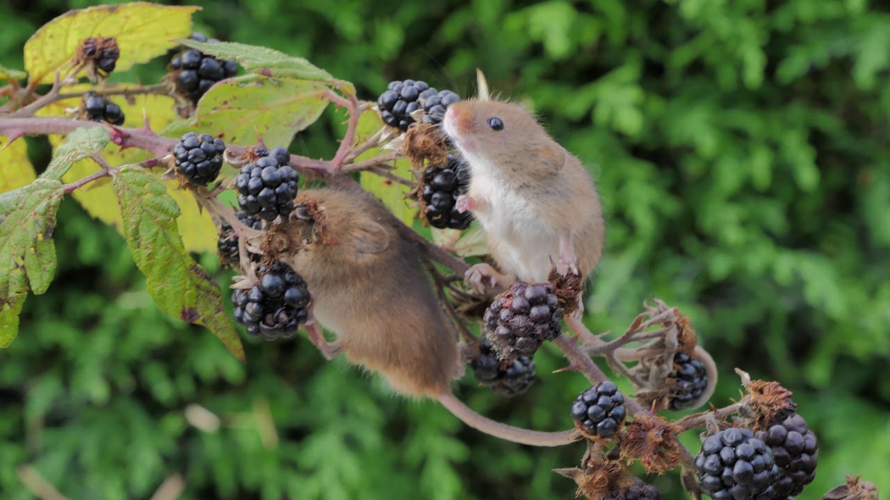 harvest mouse