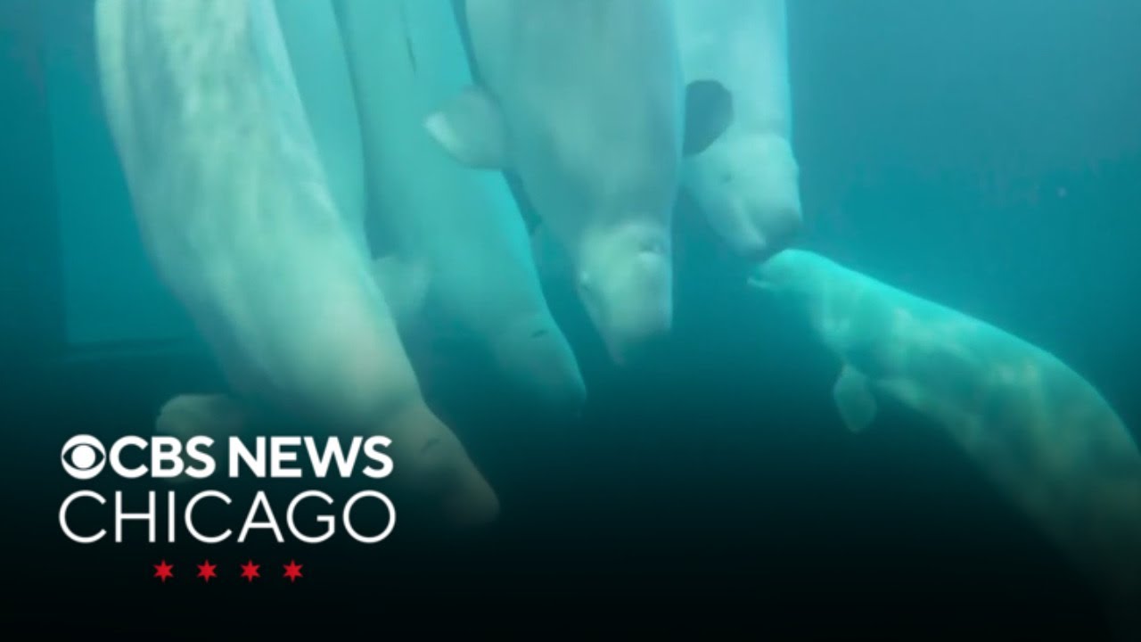 2 more beluga whales, including rescue, die at Shedd Aquarium