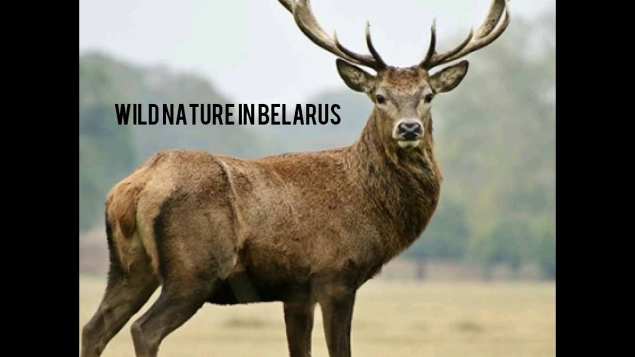 Wild nature in Belarus, Belovezhskaya Puscha