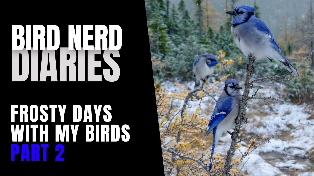 Frosty Days With My Birds (Part 2 of 2) | Bird Nerd Diaries