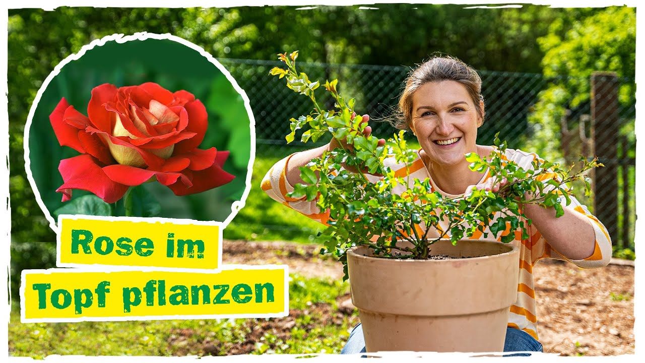 ROSEN PFLANZEN: Alles zum Thema einpflanzen im Topf 🌹