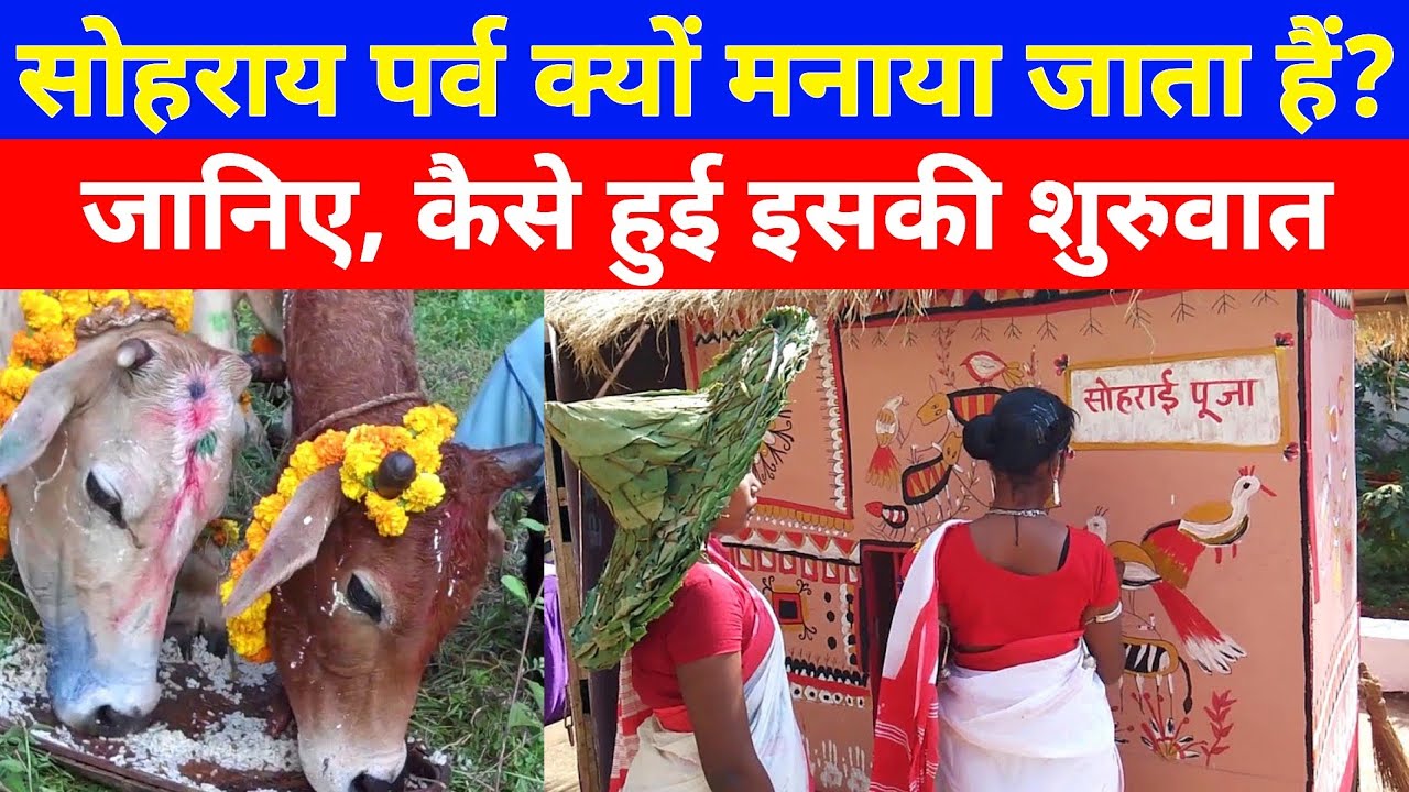 सोहराय पर्व क्यों मनाया जाता हैं?, जानिए, कैसे हुई इसकी शुरुवात, जान के हैरान हो जाओगे 