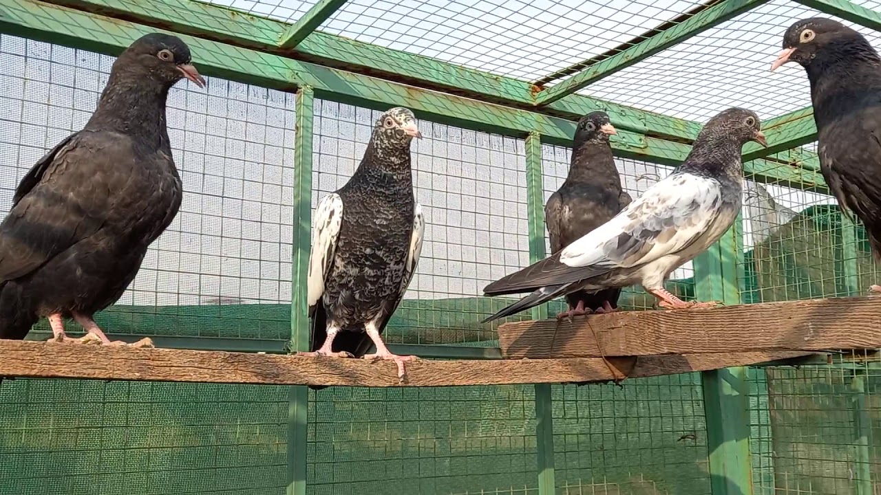 bird's rampuri forozpuri