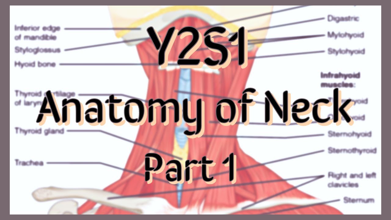 Y2S1 : Anatomy of Neck Part 1