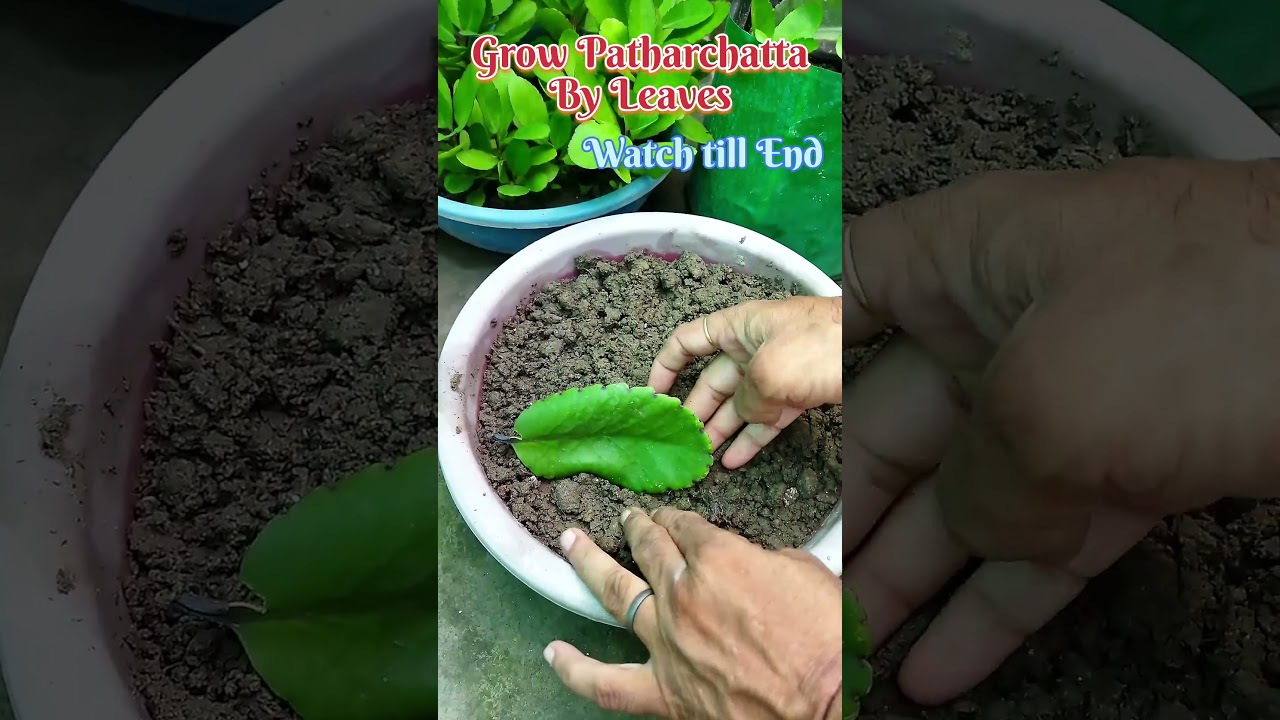 पत्ती से उगाएं पथरचट्टा का पौधा/Grow Patharchatta by leaves/अजूबा/Medicinal Plant/YouTube Shorts