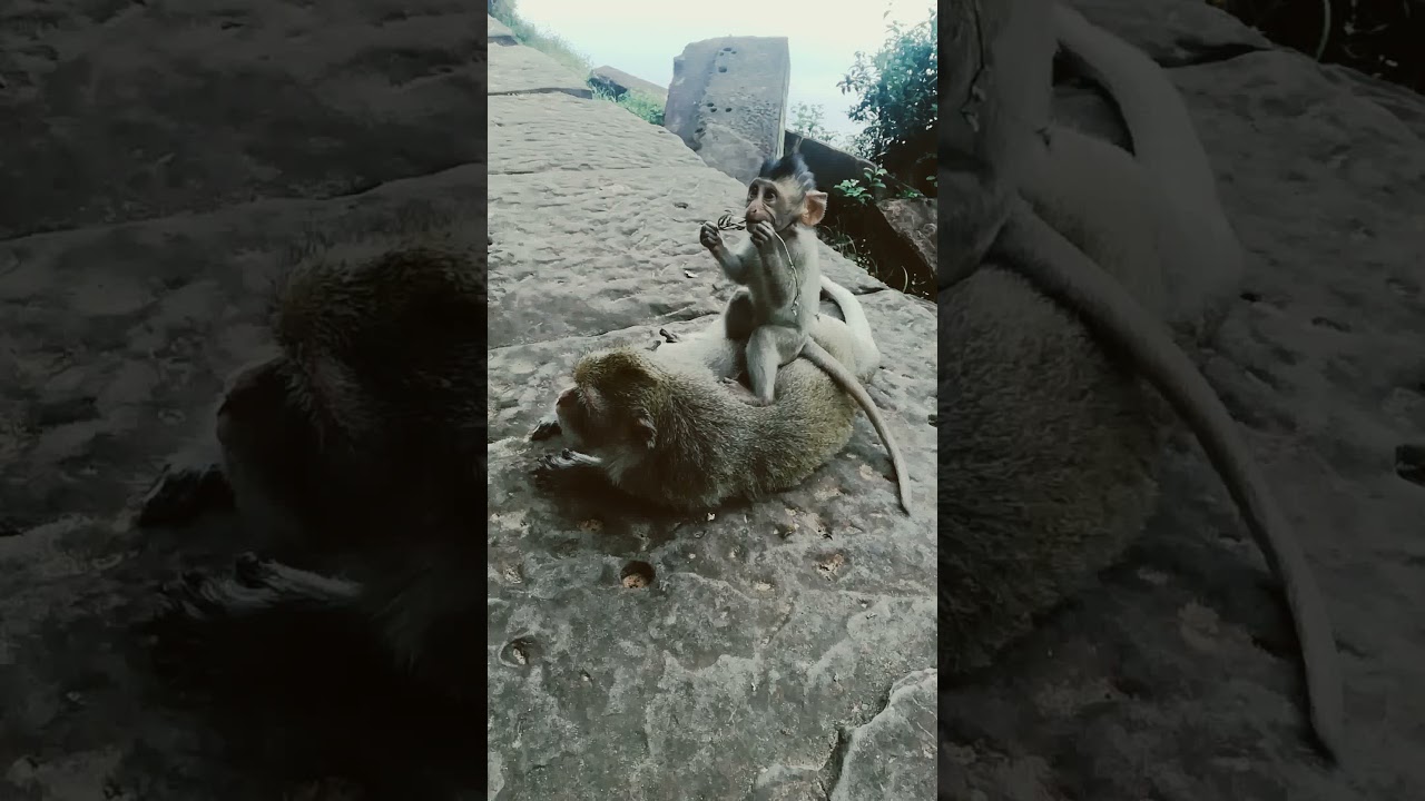 #short, the baby monkey Cinn sit on the mother Cruella
