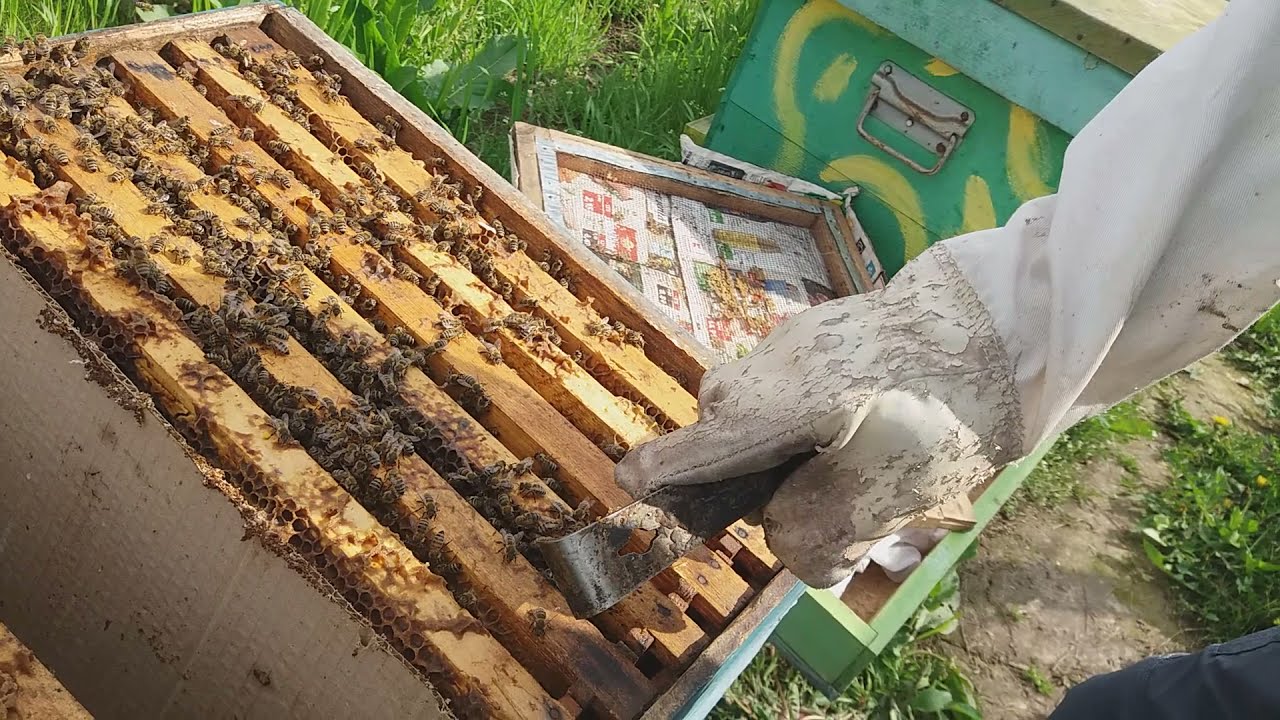 Cum lărgesc cuibul la o familie de albine slabă