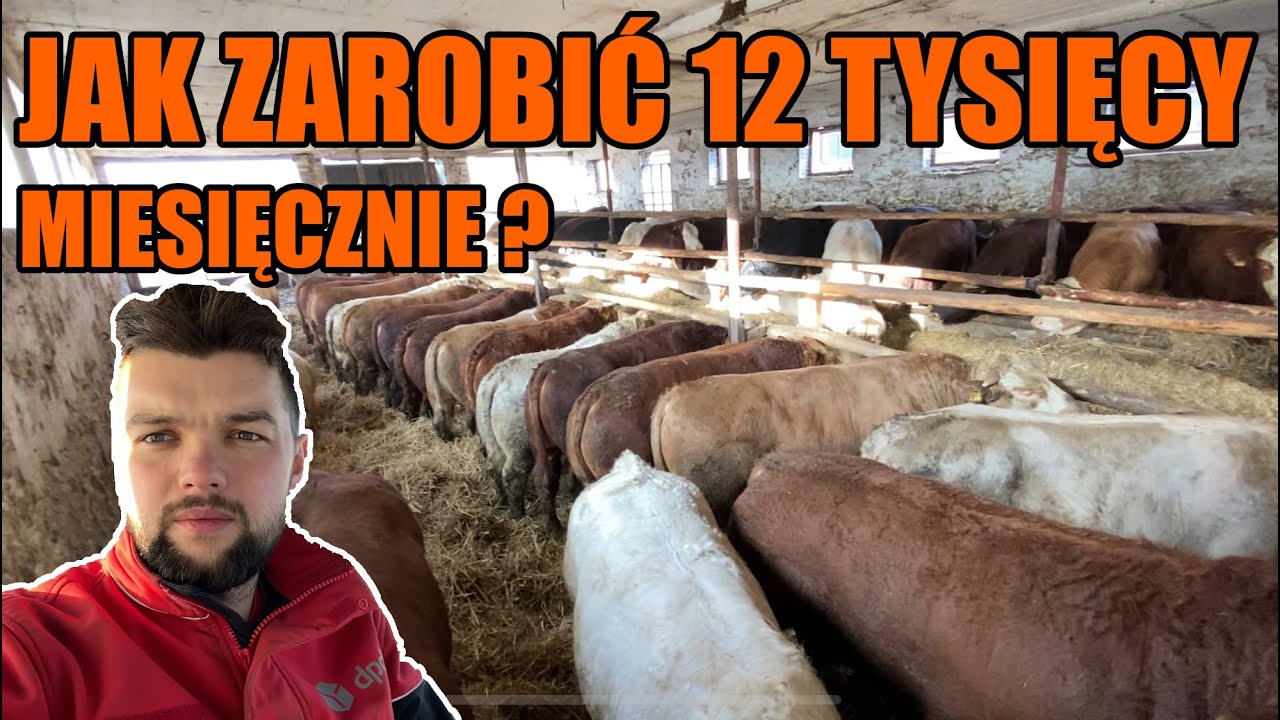 ILE NAPRAWDĘ MOŻNA ZAROBIĆ NA OPASIE BYDŁA ? 