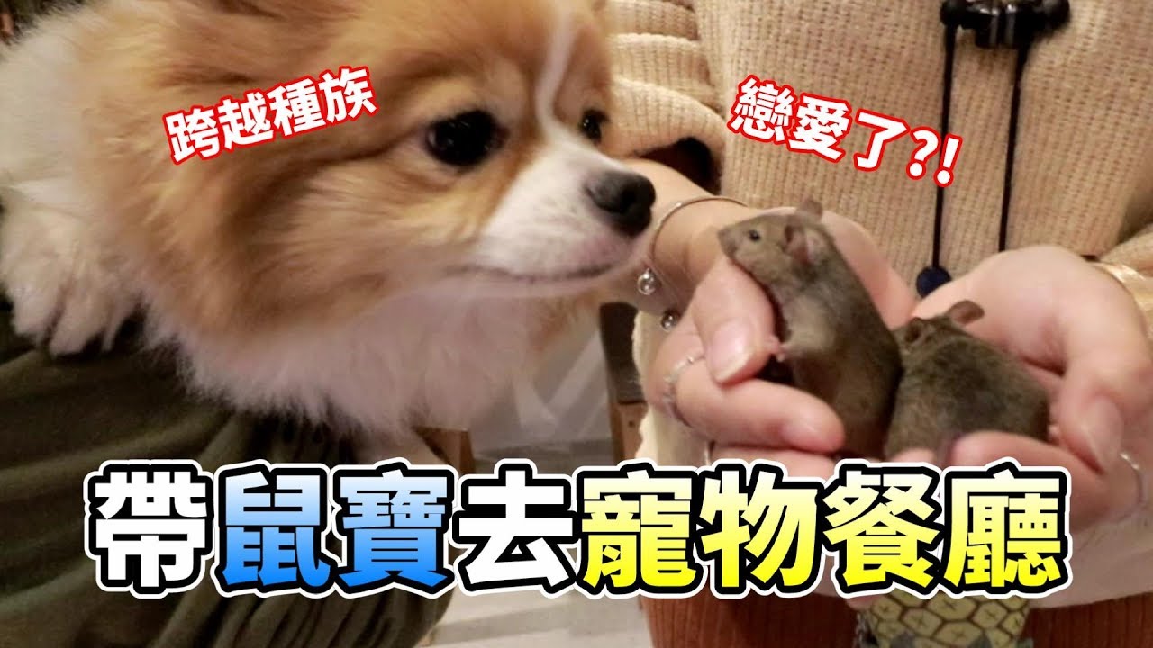【維鼠日記】帶鼠寶去寵物餐廳，連店員都愛上牠!!【維特】#18