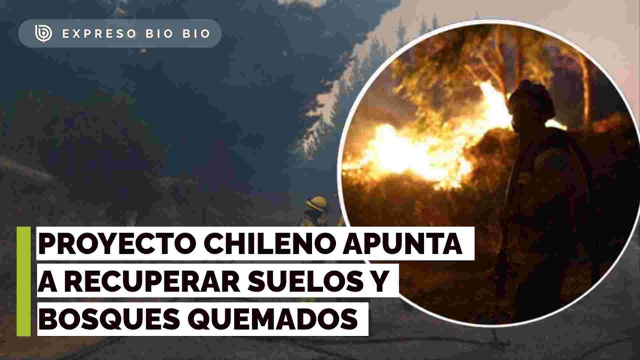 Incendios forestales: proyecto chileno apunta a recuperar suelos y bosques quemados