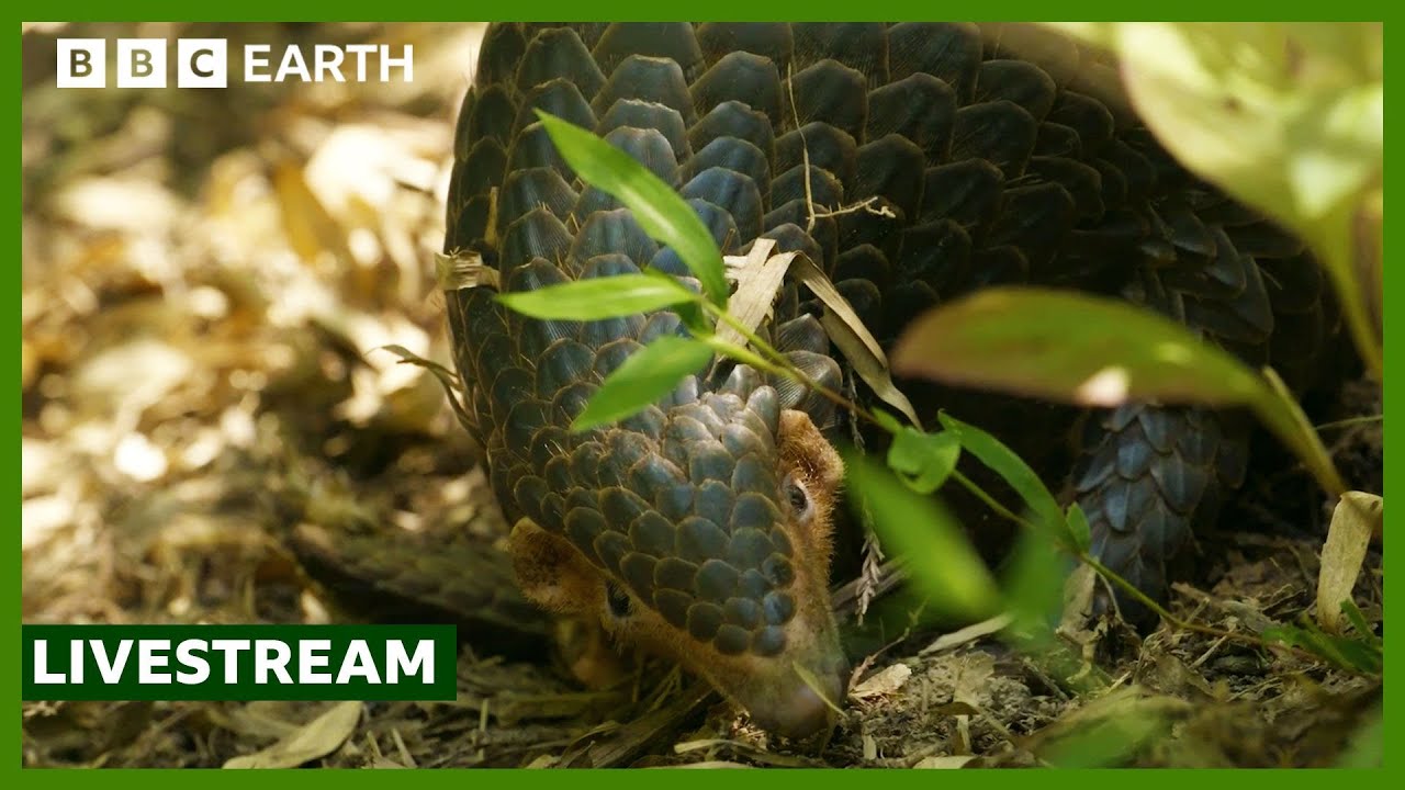 🔴 LIVE: Amazing Animals of Asia | BBC Earth