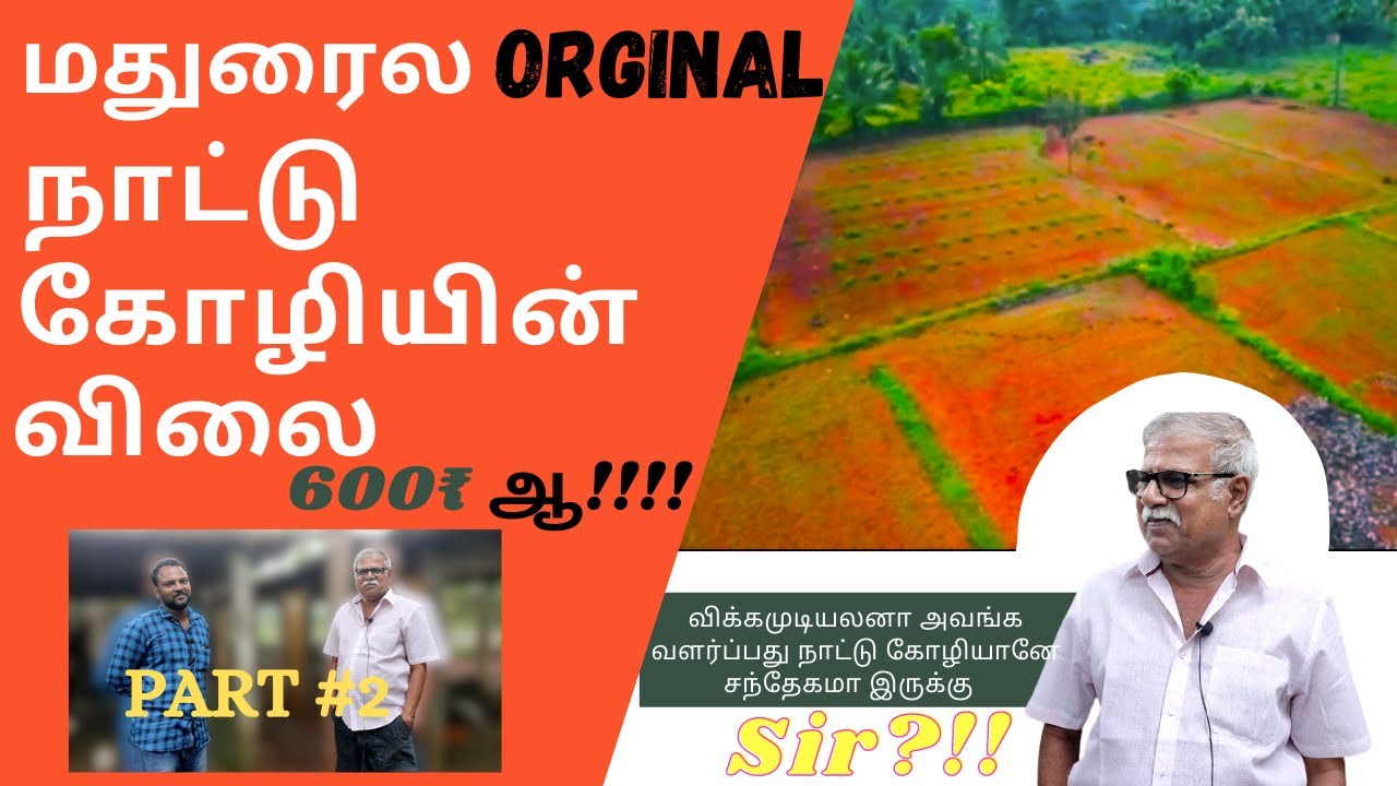 மதுரைல Orginal நாட்டு கோழியின் விலை 600₹ ஆ!!!! #TFO#Madurai#Farming#sales trics | TFO Farm channel