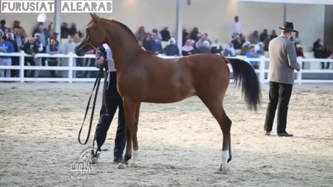 بطولة الكويت الدولية لجمال الخيل العربية الأصيلة 2018 | البطل الذهبي للامهار 🥇 عليار الواوان 🥇