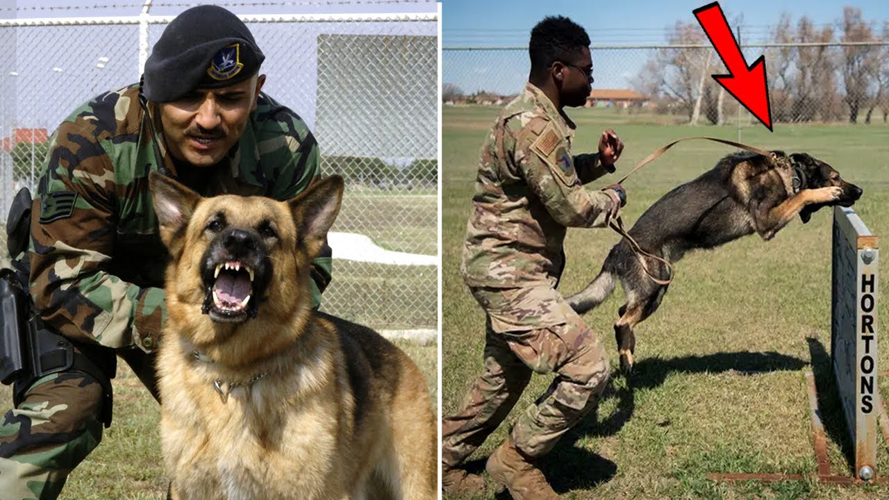 Indian Army में कैसे होती है Dogs की ट्रेनिंग? | Military Dogs Training Explained