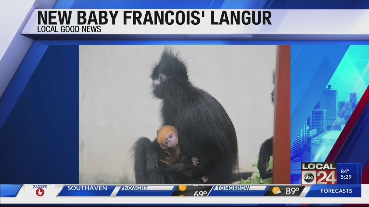 Memphis Zoo welcomes its second baby primate in less than a month