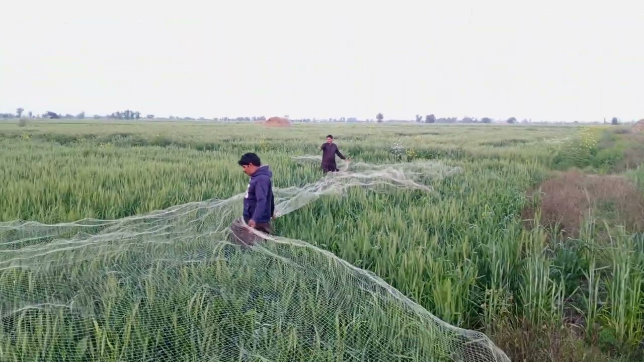 Quail hunting//batair ka shikar