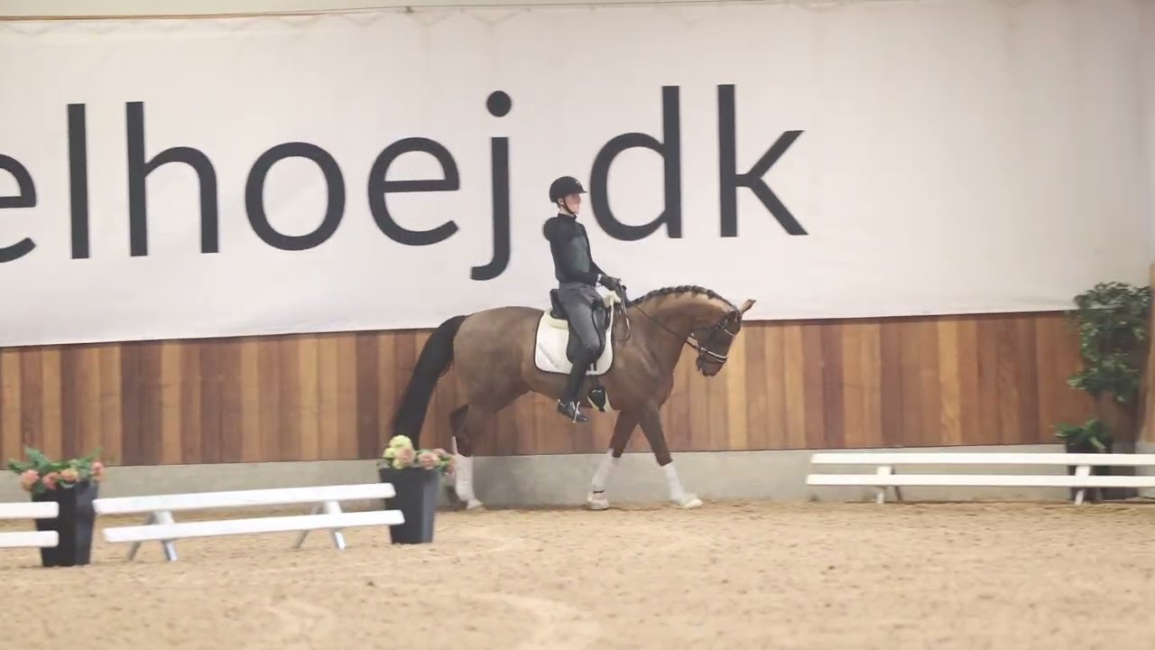 Hesselhoej.dk Sales horse