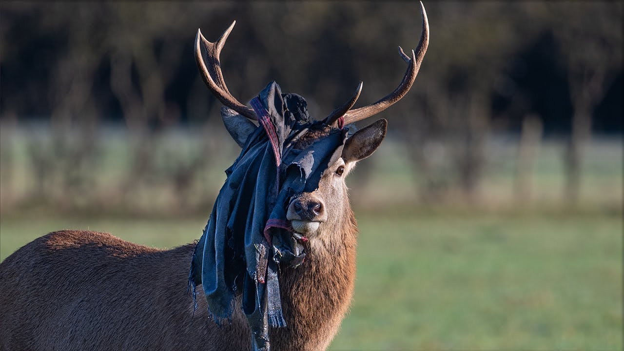 Wild stag identifies as a horse !