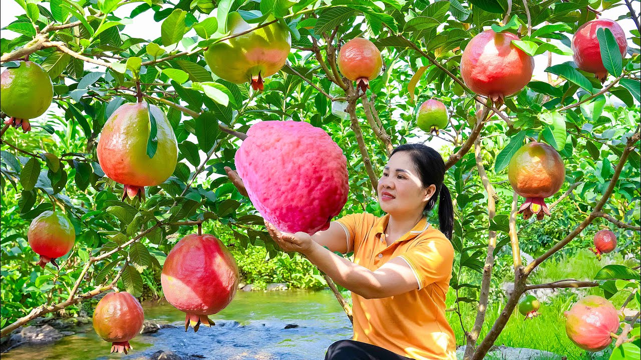 Harvesting Giant Crazy Guava Weighs 100Kg & Go to Market Sell | Genius Girl's Challenge | Lý Thị Hoa