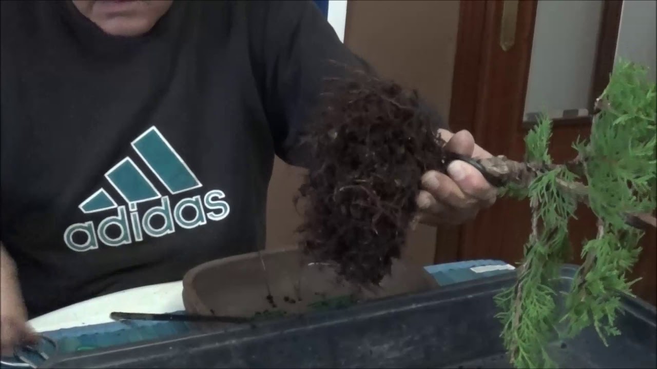 Trasplante de junipero chinensis