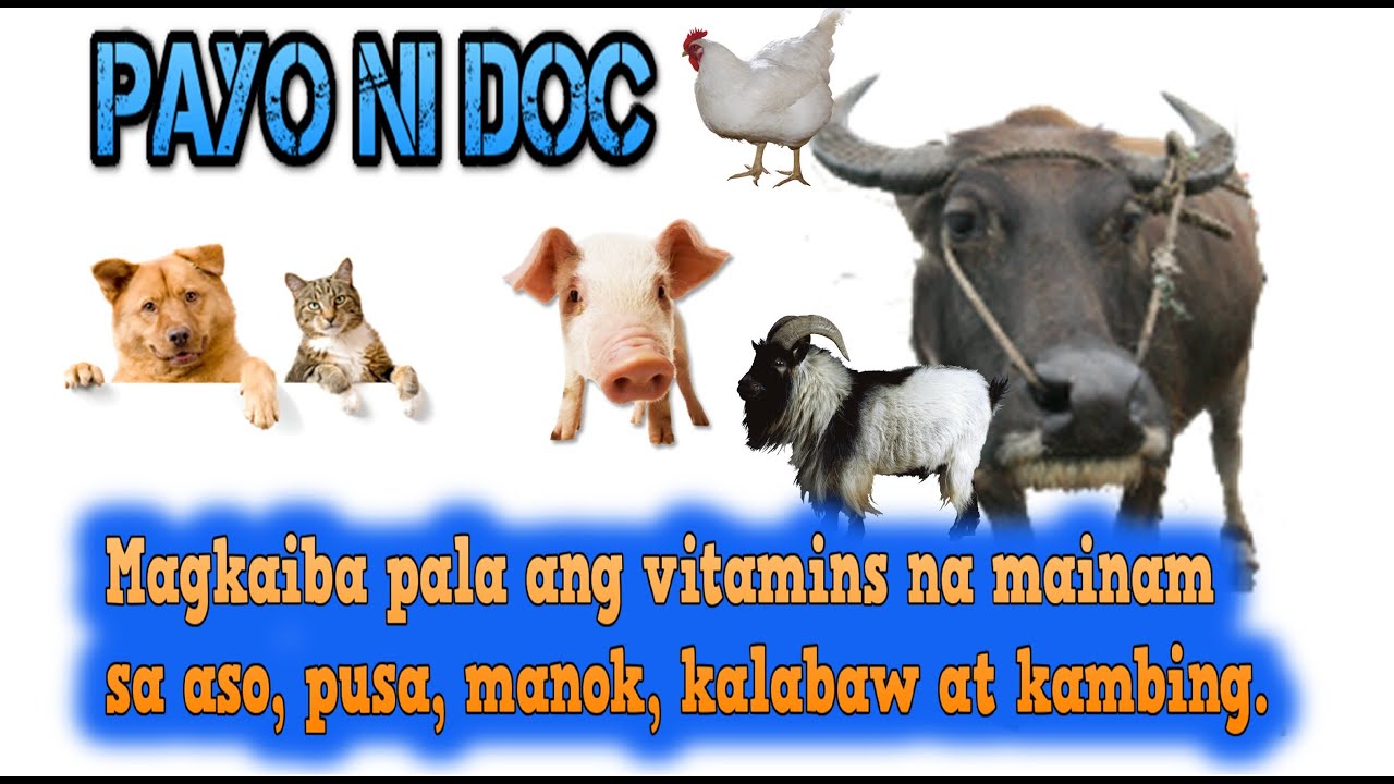 Alamin ang mga Vitamins na Pampagana Ng Kain sa Alaga natin ~  Veterinarian in the Philippines