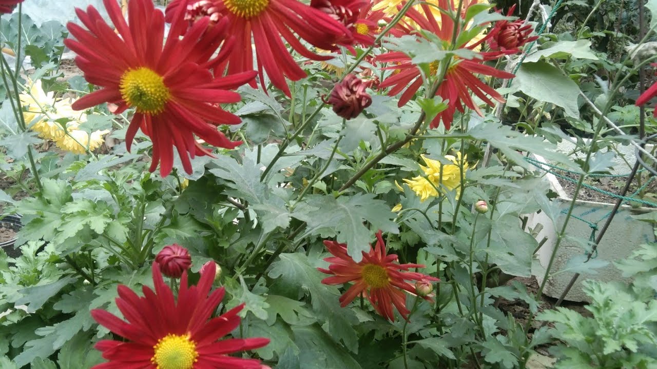 My winter garden view 