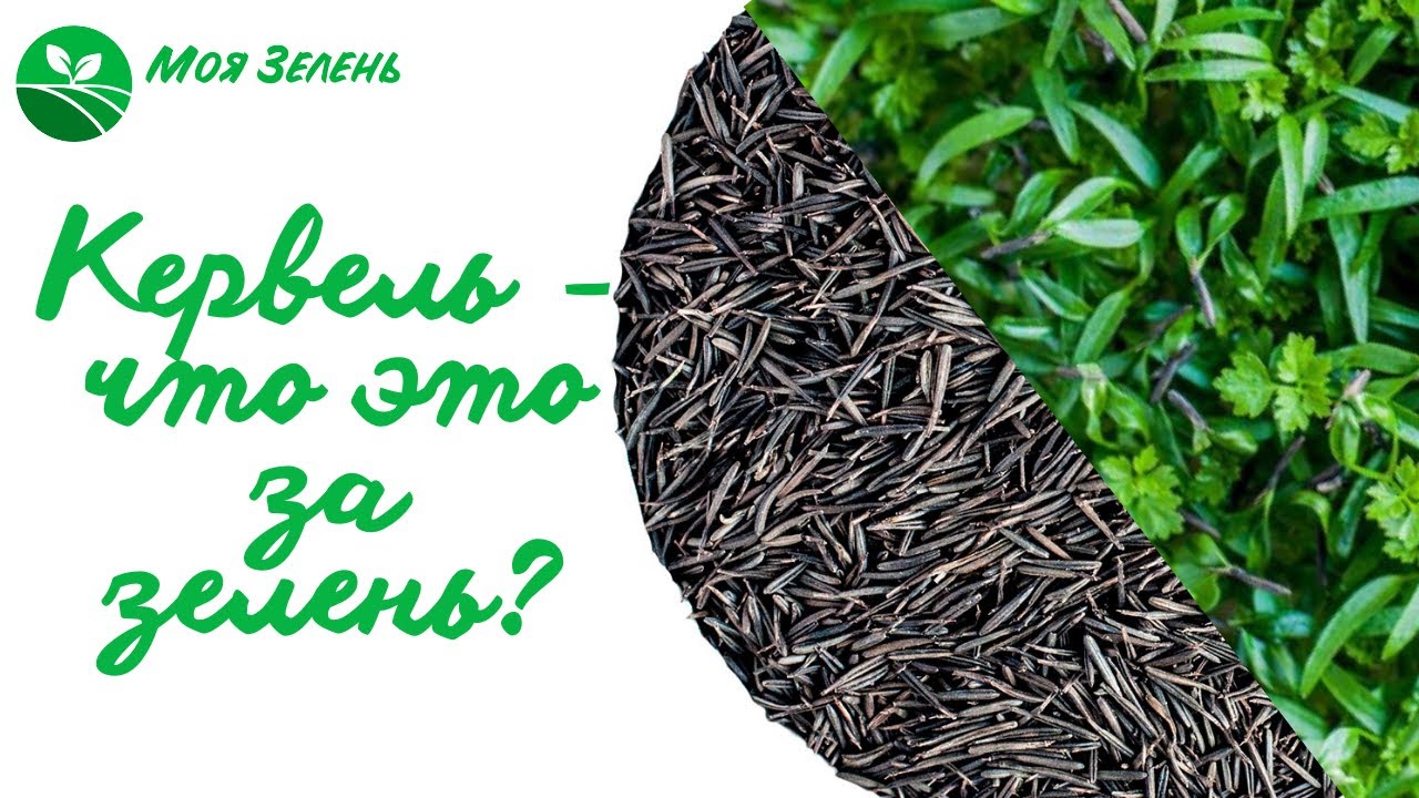 Кервель - что это за зелень? Микрозелень.