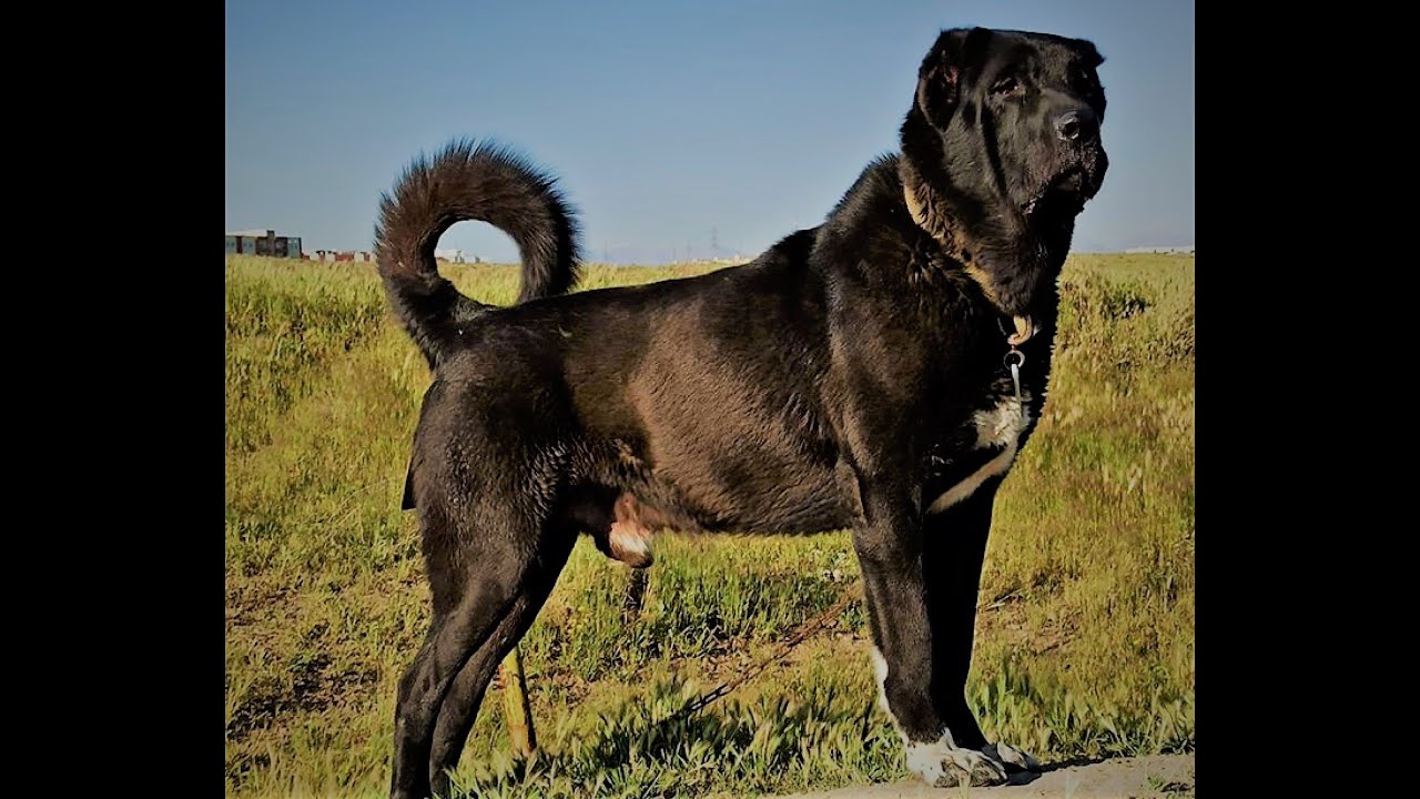 Sarabi - Mastim Persa - Série Melhores Cães de Guarda