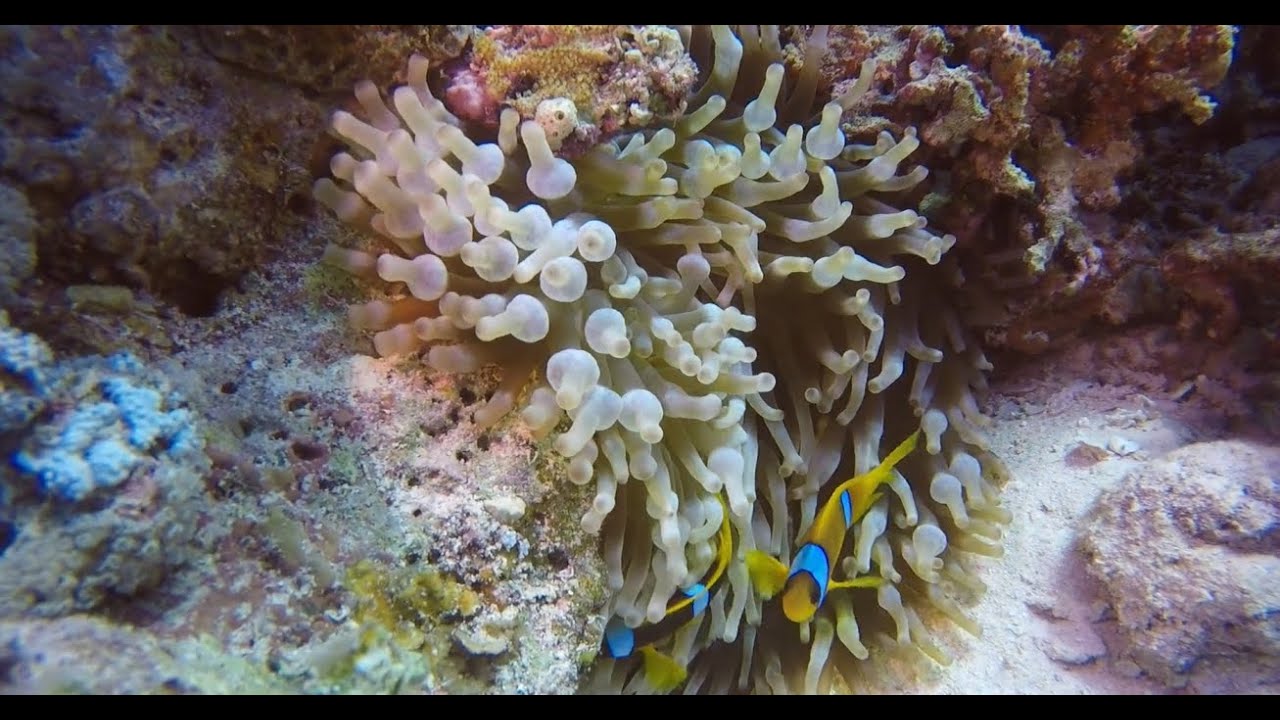 Full HD Under Water Life-Nature Documentary || Amazing Underwater Scuba Life