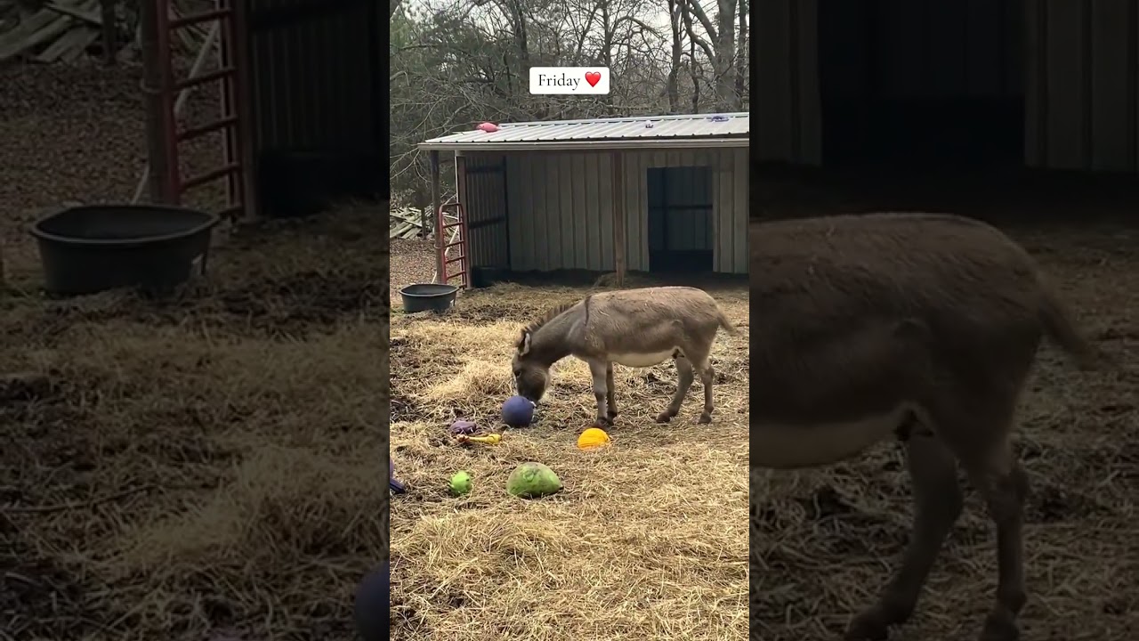 My own invention…squeaky chicken ball! #pets #donkey #happy #crazyani 174