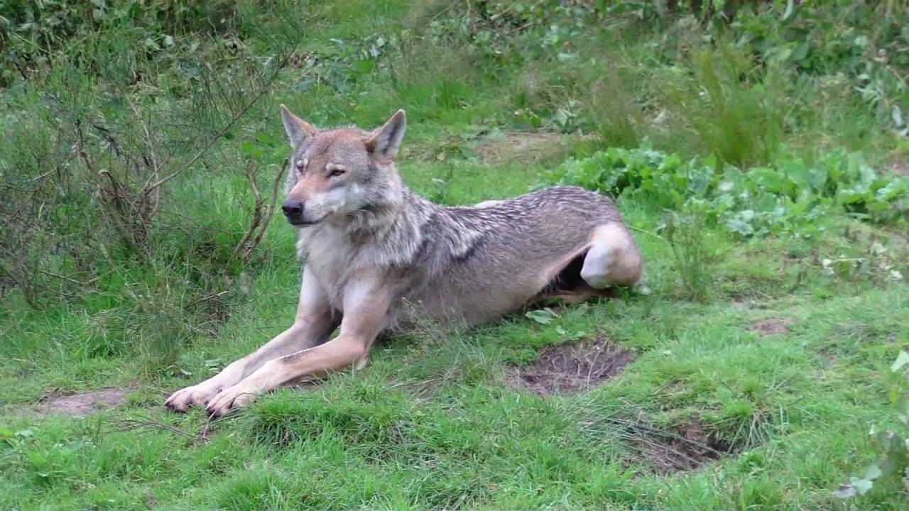 Der Naturwildpark Granat in Haltern am See Lavesum
