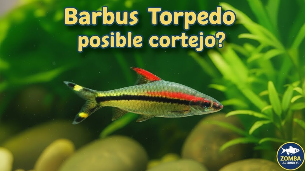 Posible Cortejo de Barbus Torpedo ?