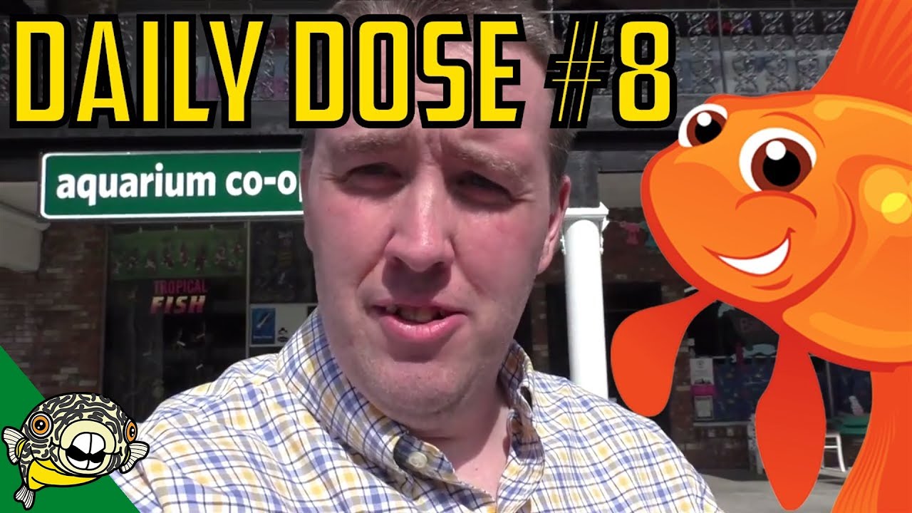The Heron Returns, the wife films it! Daily Dose #8