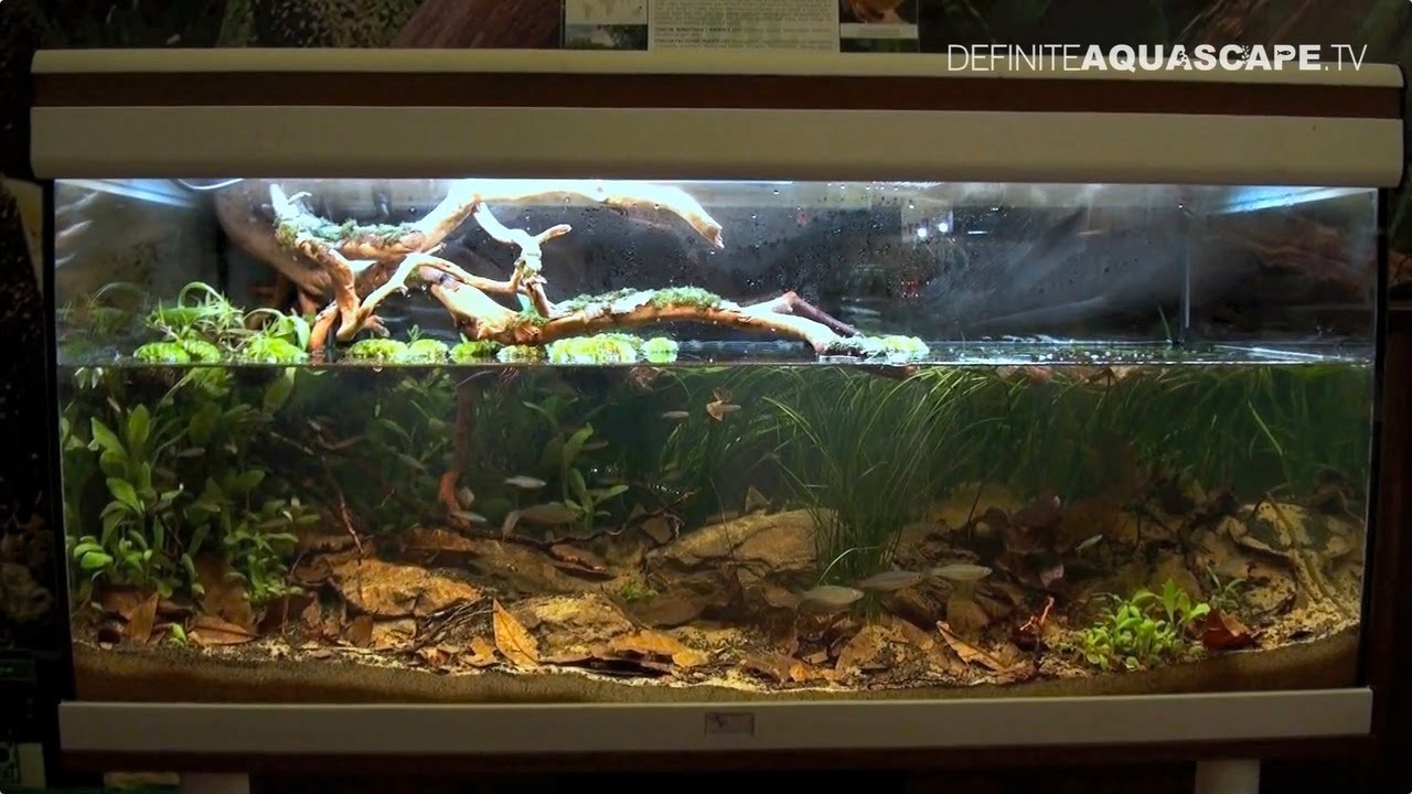 Biotope Aquarium Design Contest 2014 - the 1st place, Australia