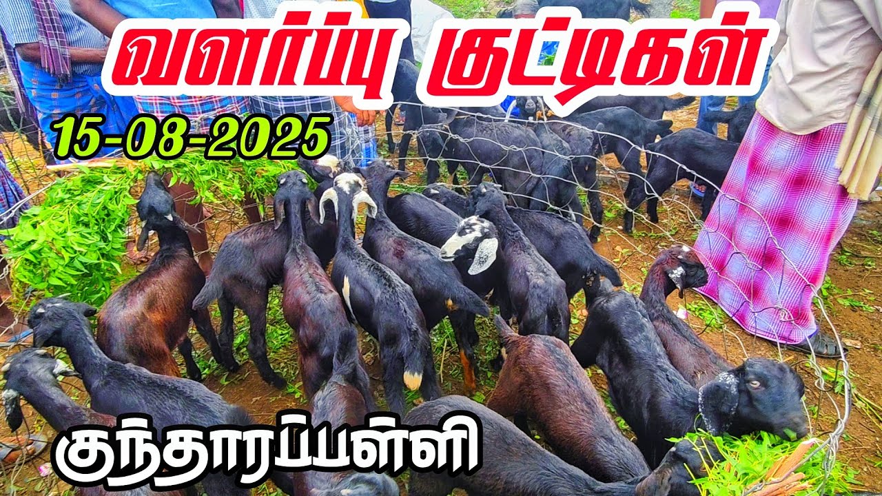 சேலம் கருப்பு ஆடு 🥰 நாட்டு ஆடுகள் அதிகம் கிடைக்கும் இடம் கிருஷ்ணகிரி மாவட்டம் குந்தாரப்பள்ளி சந்தை 